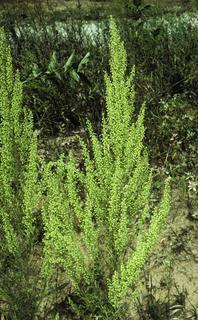 Изследван е репелент на основата на полски пелин (Artemisia campestris).