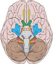 Черепномозъчни нерви, nn. craniales (encephalici) 1.Лицев нерв, n. facialis (VII) 2.Слуховоравновесен нерв, n. vestibulocochlearis (VIII) 3.