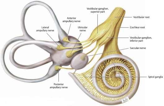 ganglion cochleare (spirale cochleae) (биполярни и