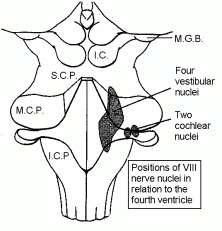 (ventralis) posterior