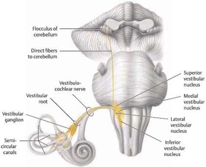 vestibulare (Scarpa) pars superior et inferior (биполярни неврони)