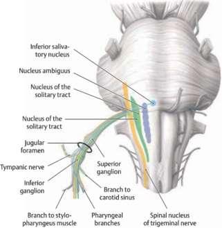 foramen jugulare: ganglion superius (jugulare) ganglion inferius