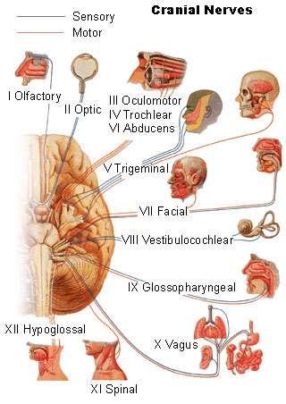 Черепномозъчни нерви 0. N. terminalis I. N. olfactorius II. N. opticus III. N. oculomotorius IV. N. trochlearis V. N. trigeminus VI.