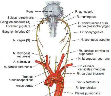 meningeus ramus auricularis rami pharyngei