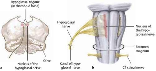hypoglossi на продълговатия мозък: nucleus nervi hypoglossi 2