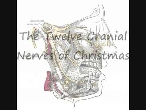 12 Cranial Nerves of Christmas Can