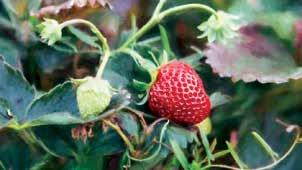 Къркларели има най-благоприятните природни условия за отглеждане на ягоди и най-добрите полета за ягоди поради киселинността на почвата. Организиран от 1982 г.