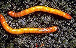 Прагът на икономическа вредност за ларвите е: -150 бр. ларви на 100 растения при 15-25 см височина на растенията; -10% нападнати растения във фенофаза бутонизация. Телени червеи /сем.
