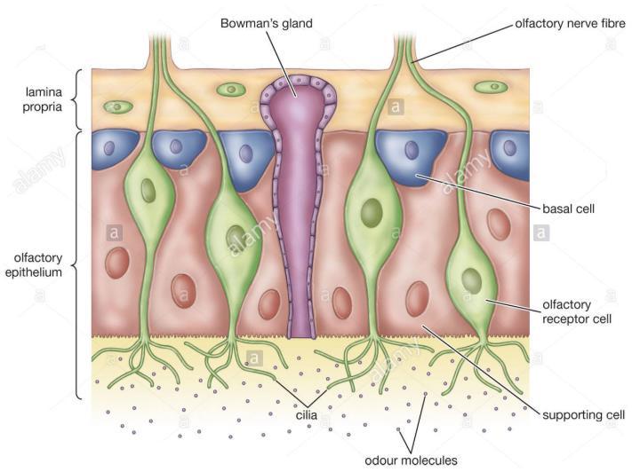 Epitheliocyti neurosensorii olfactorii 2. Epitheliocyti basales 3.