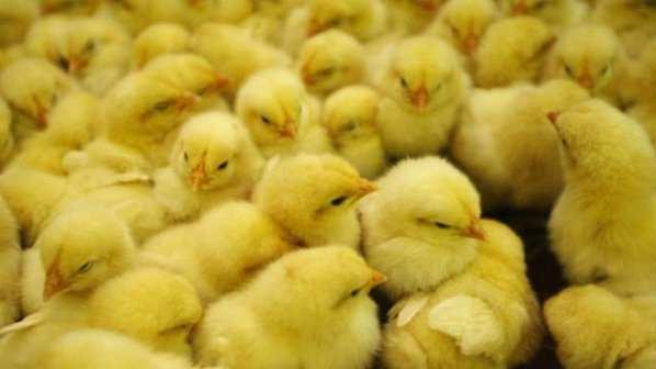 Франция хибрид между бройлери фермерско пиле