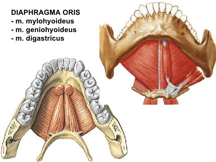 Комплекс от тъкани между долната челюст и подезичната кост Мускулна основа: M. mylohyoideus M.
