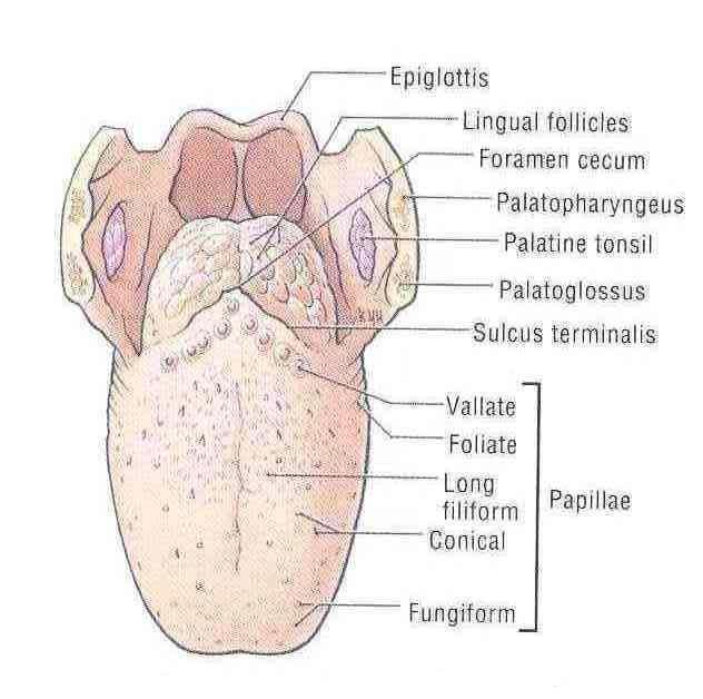 Между езика и епиглотиса лигавицата образува гънки Plica