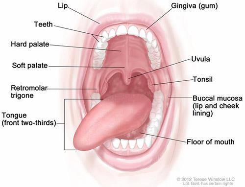 Начало на храносмилателната система Простира се от устните до устния зев (isthmus