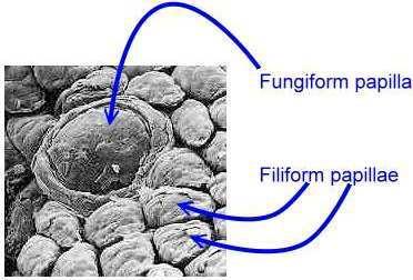 Гъбовидни (Papillae fungiformes) по-малко на брой по