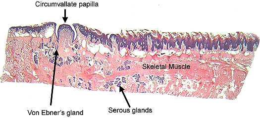 Glandulae lingualesмалки слюнчени жлези, в lamina propria: смесена секреция на върха на езика