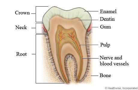 (Cervix dentis) Корен (Radix dentis) Apex radicis dentis Пулпна кухина (Cavitas