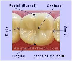 Зъбни повърхности Вестибуларна/ лабиална (facies vestibularis/ labialis) Лингвална/палатинална (facies lingualis/ palatinalis) Мезиална