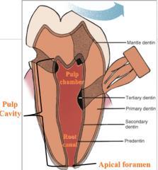 Видове дентин Предентин (дентиногенна зона)- най-вътрешен, неминерализиран Първичен- преди пробива на зъбите Вторичен дентин-