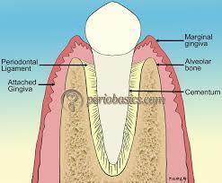 апарат на зъба Клетки Циментобласти- по повърхността,