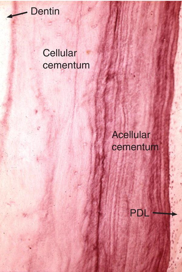Междуклетъчно вещество Фибрили Матриксни- успоредно на дългата ос на корена Шарпееви- свързват корена с алвеоларната стена Кристали от