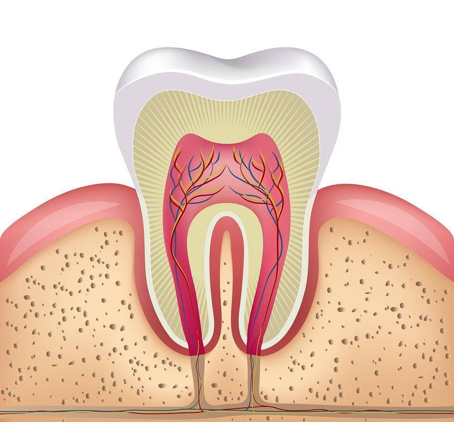 Cavitas dentis (pulparis) Съставена от кръвоносни съдове и нерви Коронкова и коренова Пулпни