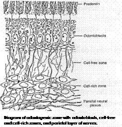 Централен слой Клетки- фибробласти, фиброцити, хистиоцити,