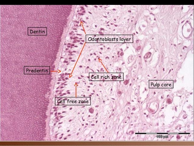 клетки; клетъчен резерв Междуклетъчно вещество Фибрили-