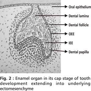 пластазвездовиден ретикулум Междинен пластпериферен епител; свързва зъбната