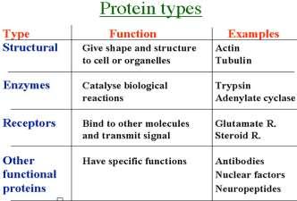 протеини албумини, глобулини, хистони, колаген сложни протеини гликопротеини липопротеини