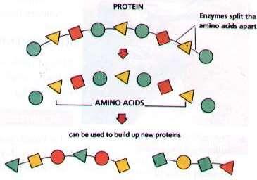 Строителни блокове на протеините