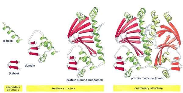 Структура на протеините Четири нива на структурна организация: Първична структура: