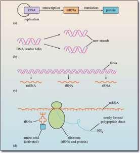рибозомна РНК (ррнк)