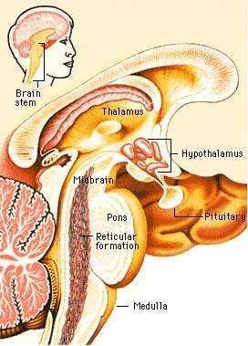 Мозъчен ствол, truncus Между крайния и гръбначния мозък Преход за пътищата между висши и низши центрове на мозъка.