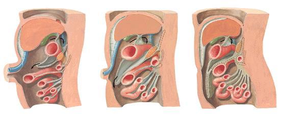 gastrocolicum, а частта, която е под colon transversum се означава като pars
