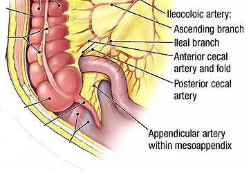 Перитонеални образувания в долния отдел Mesoapendix свързва апендикса с париеталния