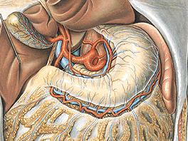 Съдове в перитонеалния отдел Truncus celiacus нечифтен клон на aorta abdominalis. Отделя се на нивото на Th-XII Клонове: a. gastrica sinistra a. hepatica communis a.