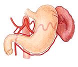 Съдове в перитонеалния отдел Truncus celiacus нечифтен клон на aorta abdominalis. Отделя се на нивото на Th-XII Клонове: a. gastrica sinistra a. hepatica communis a.