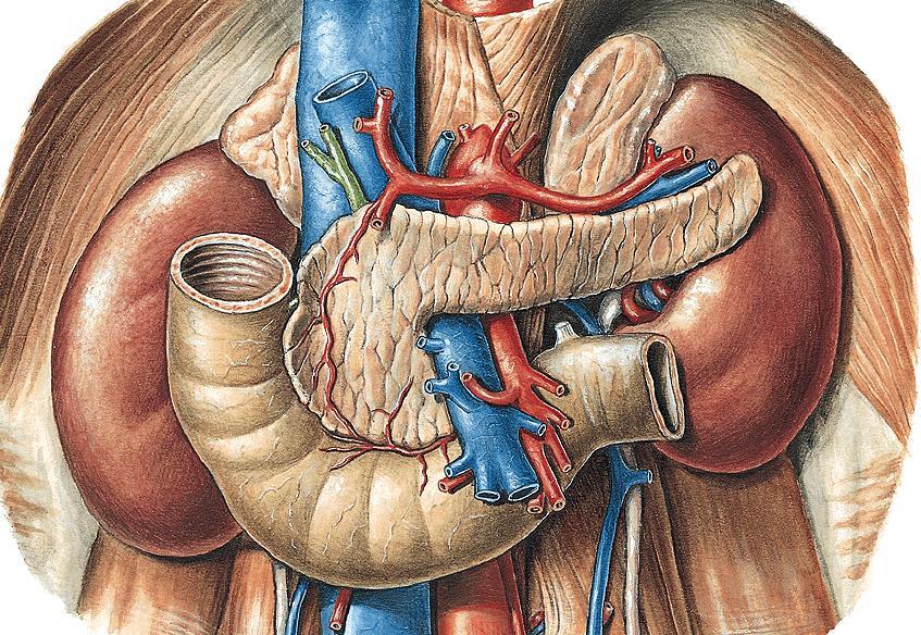 Съдове в перитонеалния отдел A. mesenterica superior вторият нечифтен клон на aorta abdominalis.