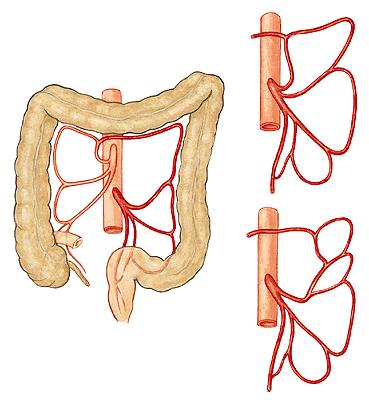 Съдове в перитонеалния отдел A. mesenterica inferior третият нечифтен клон на aorta abdominalis.