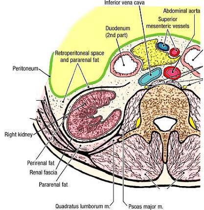 Първично ретроперитонеални органи Обвивки на бъбрека: Capsula fibrosa непосредствено върху бъбрека, здрава и неразтеглива.