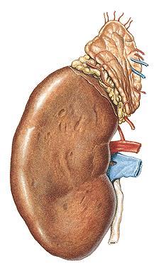Първично ретроперитонеални органи Glandula suprarenalis заляга върху медиалната повърхност на горния полюс на бъбрека.