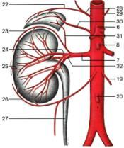 Коремна аорта, aorta abdominalis Париетални клонове: aa.
