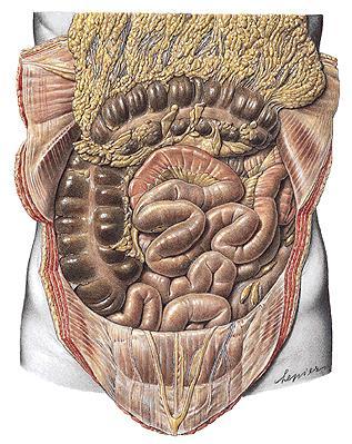 Органи в долния отдел Тънко черво от пилора до илеоцекалната клапа.
