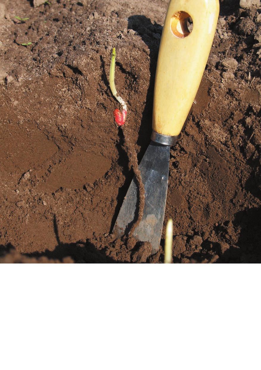 7. Дълбочина на засяване, ориентирана към суша n Добър контакт между влагата на почвата и семената n Осигуряване на бърз и мощен растеж 1. По-плитка сеитба. 2.