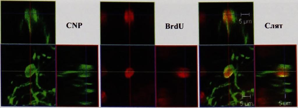 съседни, ембрионално образувани, BrdU7NeuN+ неврони. Такива клетки бяха открити в неокортекс (Фиг. 4.