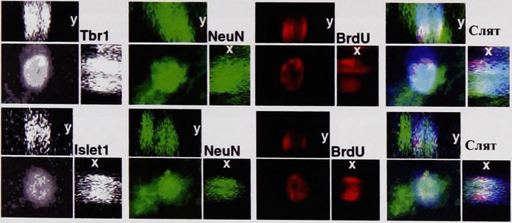 евтаназирани на дни 23, 44 и 79), тройно оцветени за Tbrl /NeuN/BrdU, и други 300 BrdU+ клетки в стриатум, тройно оцветени за Islet 1/NeuN/BrdU.