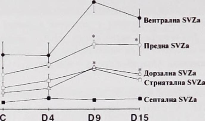 Посоки: D, дорзална, V. вентрална: М, медиална: L. латерална. Фиг. 4.27. Статистически анализ на BrdU имунооцветявания в петте аспекта на SVZa.