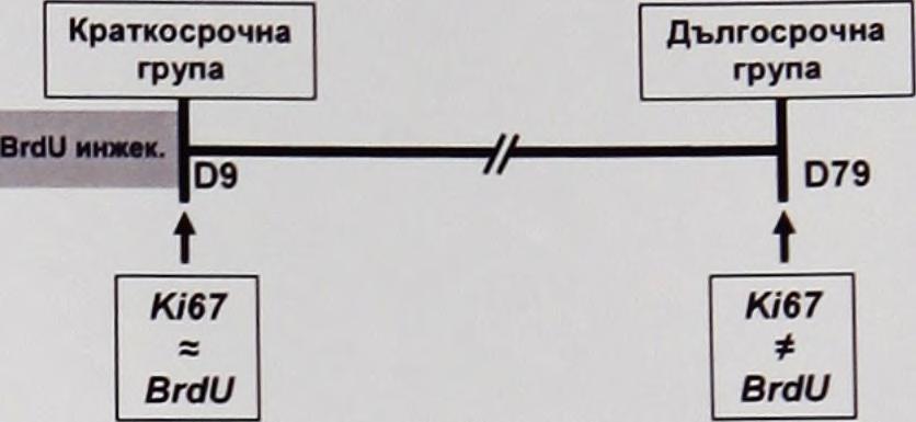 Инфузията на BrdU меж ду дни 5 и 9 е представена със сива ивица, и спрямо нея групите маймуни се разграничават като краткосрочна и дългосрочна групи (дни 23 и 44 не са показани за по-голяма простота)