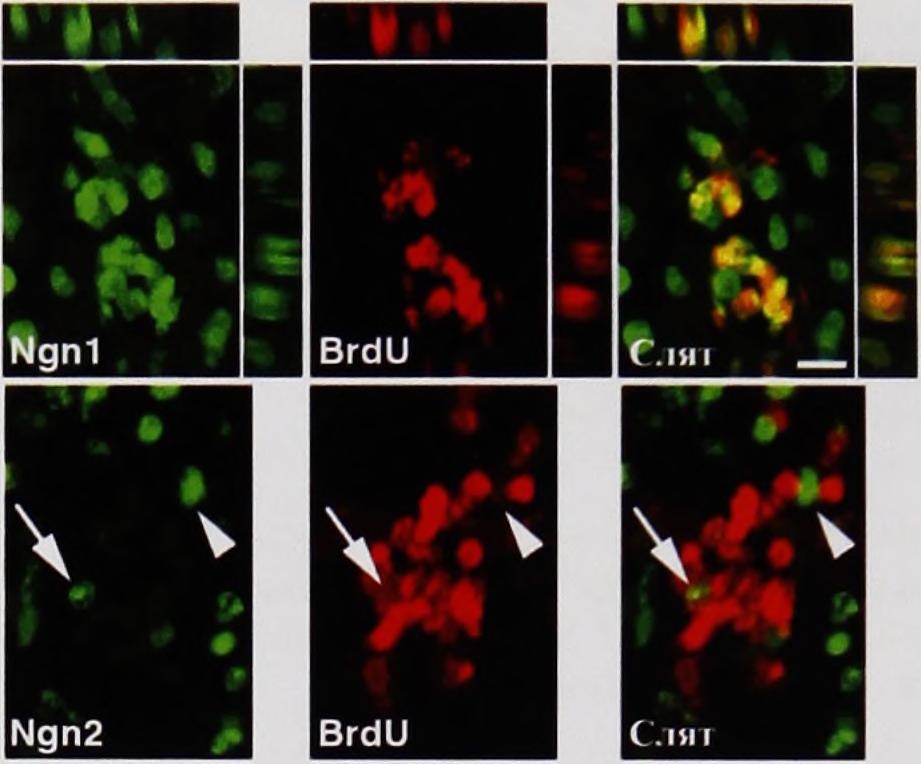 Двойно позитивна Ngn2/BrdU клетка (стрелка) е рядка находка.