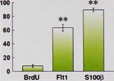 Няма сигнификантни различия меж ду контролни и исх&иични субекти. **, Р<0.01 спрямо VEGF*/BrdU* клетки.